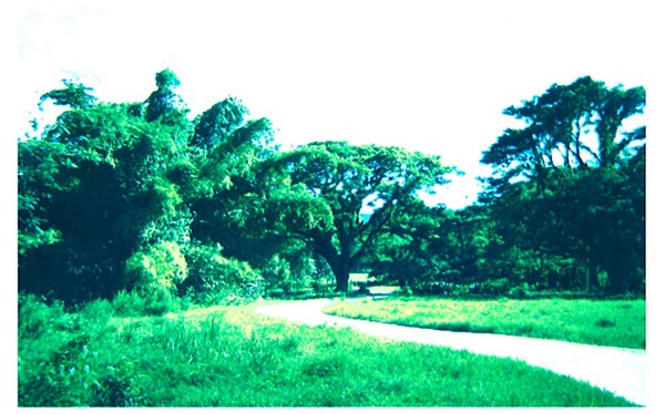 GREEN PATH
