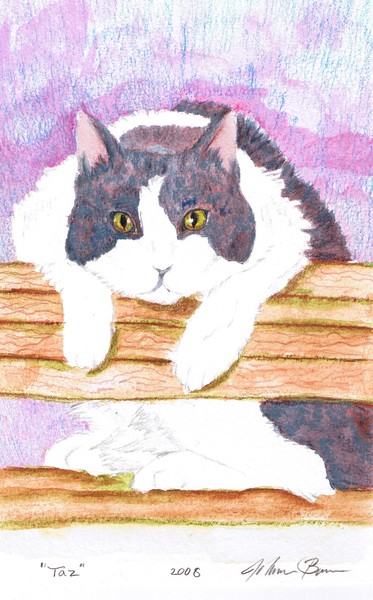 Taz the Cat