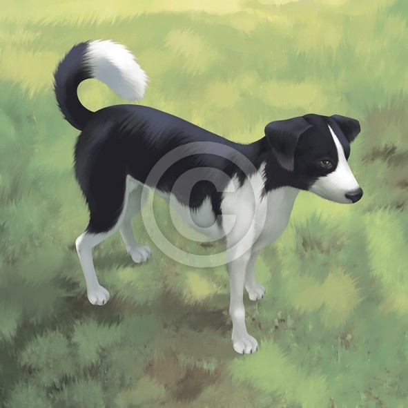 Dog