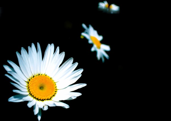 Daisies in a Row
