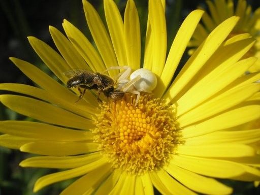 The Bee