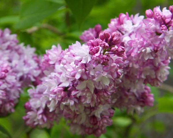 Lilacs