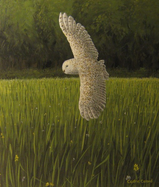 Barn Owl Soaring