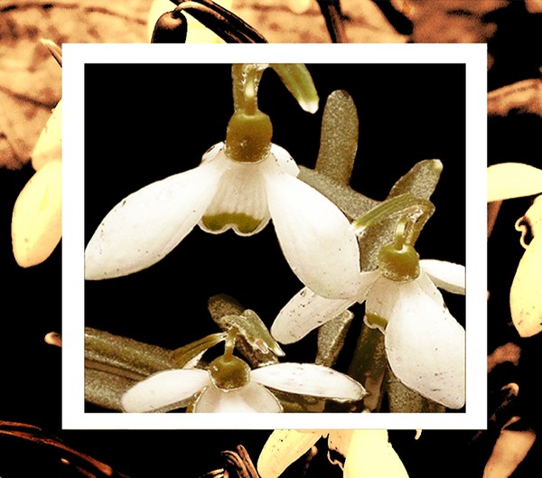 Snowdrops