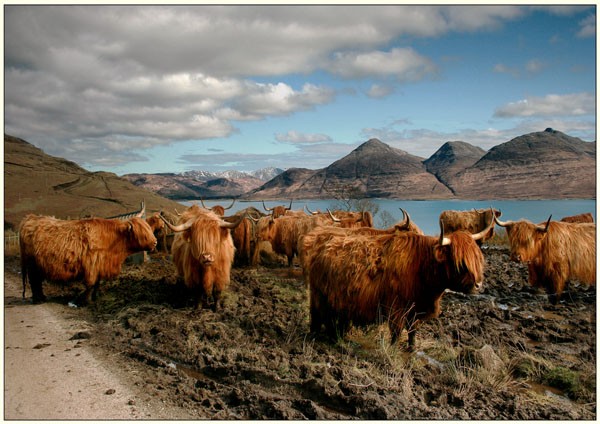 Highlanders