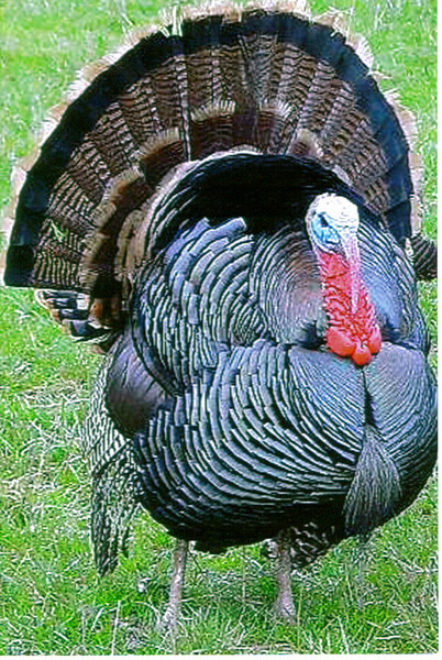 TURKEY 