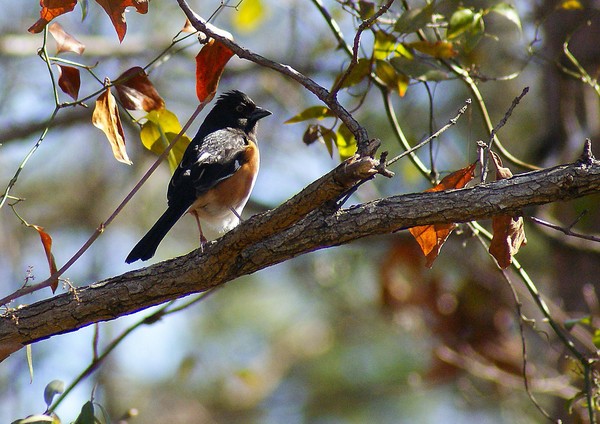 Eastern Towhee