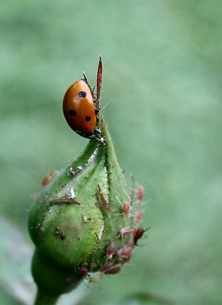Ladybug Lunch