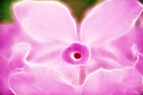 Orchideur
