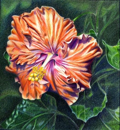 Hibiscus