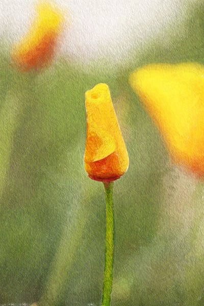 Painted Poppy