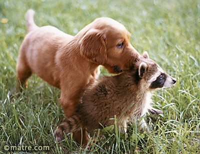 Lucas & Leroy