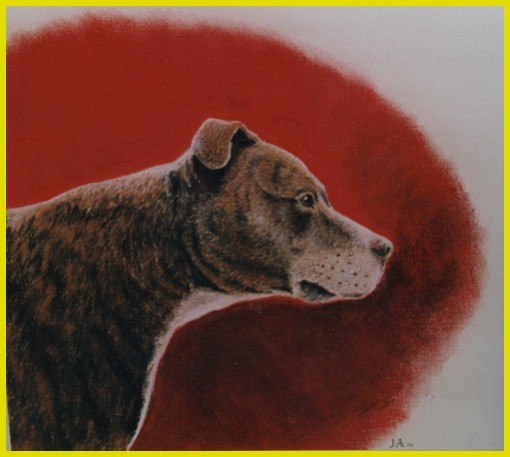 Hooch, the Staffordshire Bull Terrier