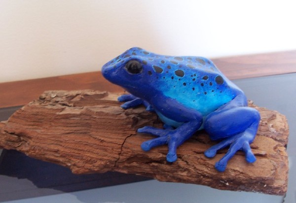 Poison Dart Frog