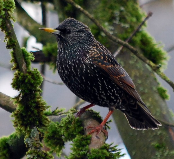 The Darling Starling