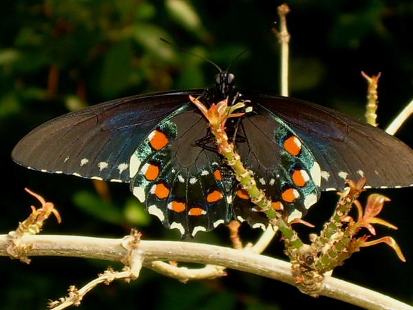 Spicebush Swallowtail Butterfly