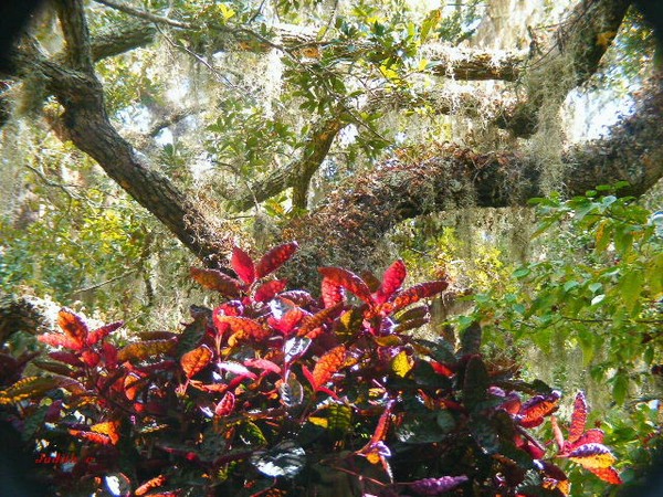 Brookgreen