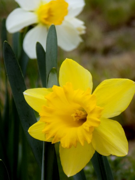 A Daffy in The Background