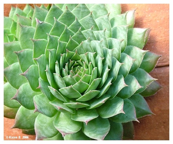 Cactus
