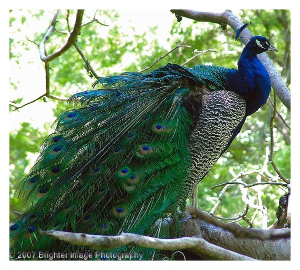 Peacock