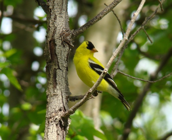 Amarican Gold Finch