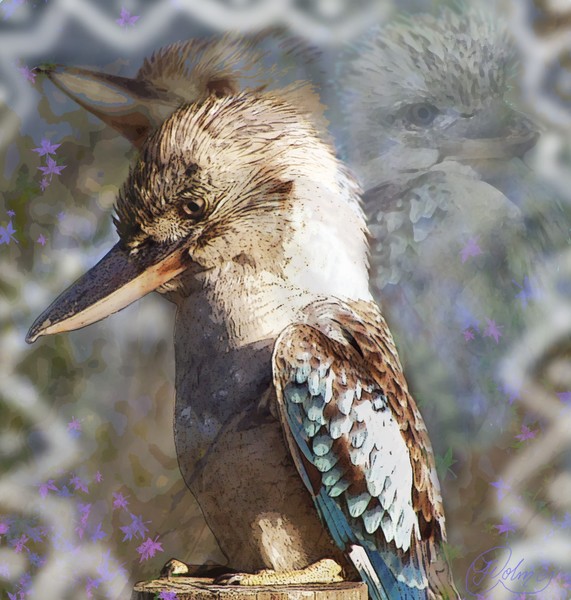 the kookaburra