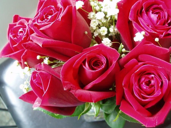 roses