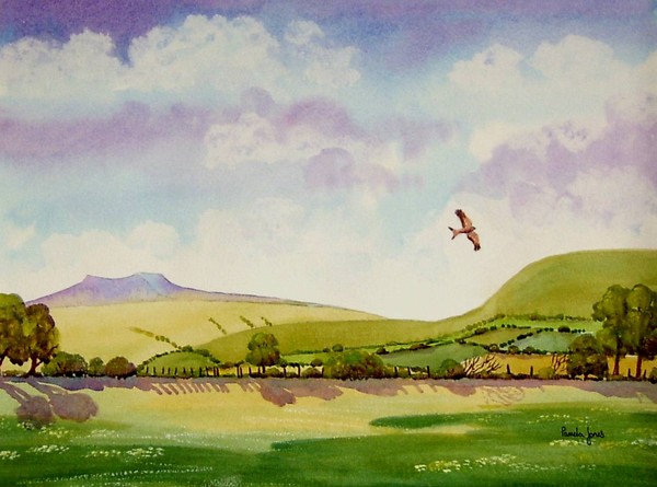 Red Kite in The Brecon Beacons