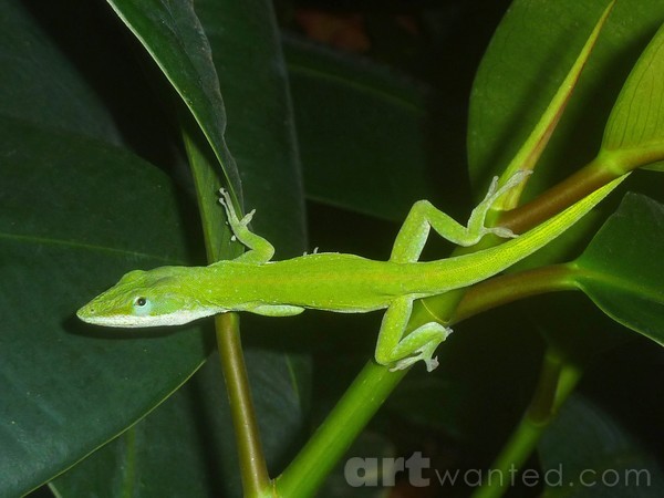 Anole And The Green Stalk - Being Wary