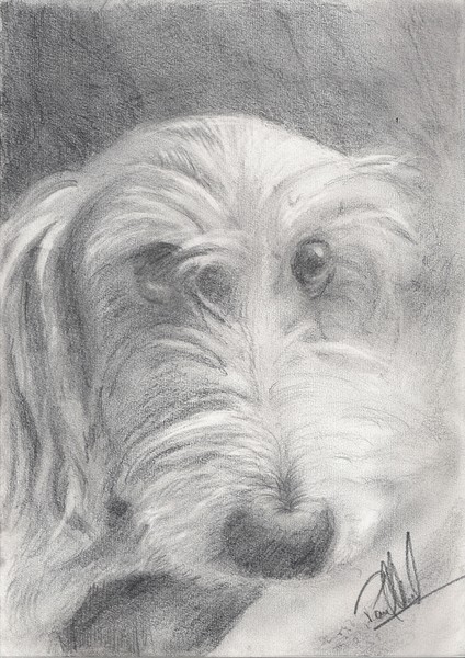 Sheeba