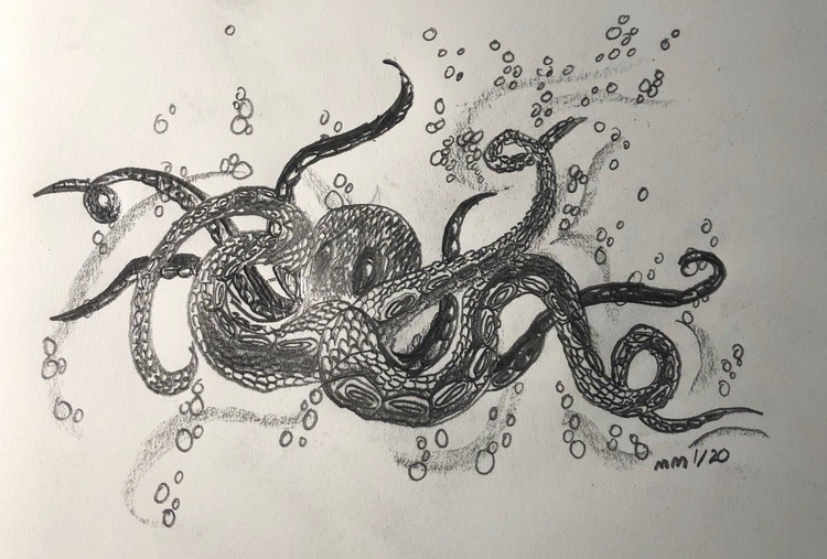 octopus