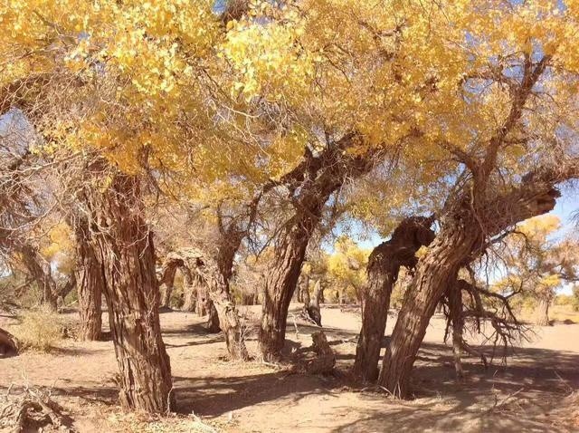 Hu poplar trees 