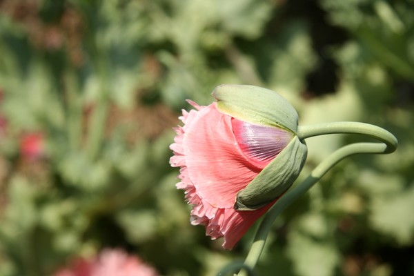 Flower Garden