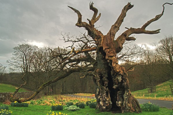 The Laund Oak