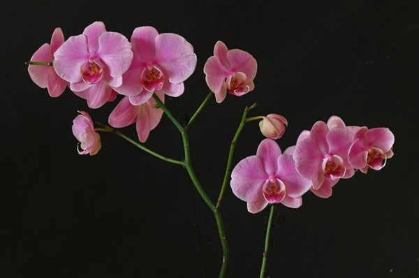 Orchid