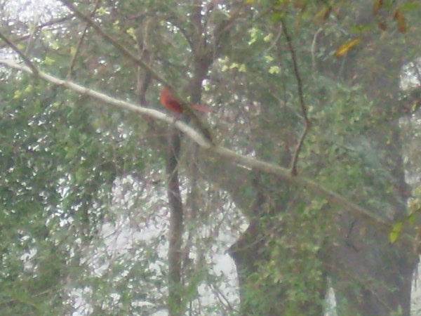 cardinal on branch