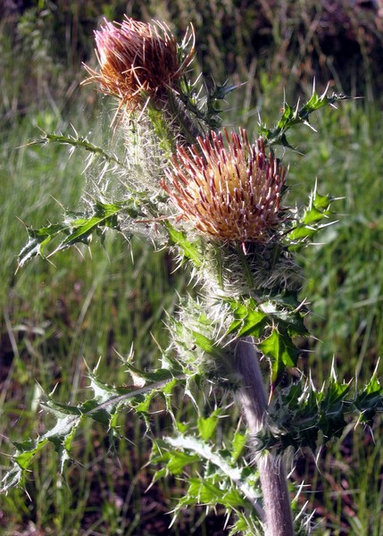 yellow thistle