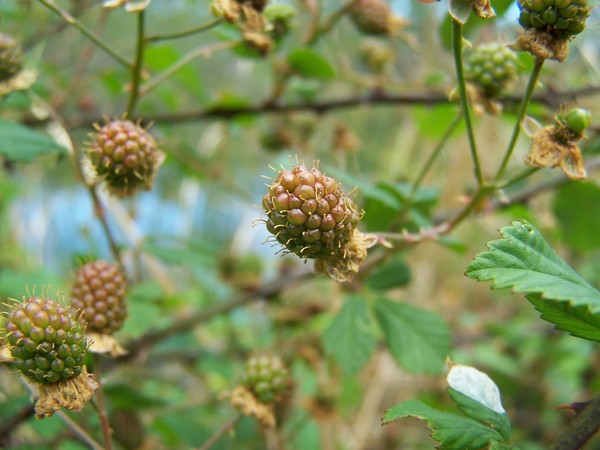 Blackberry