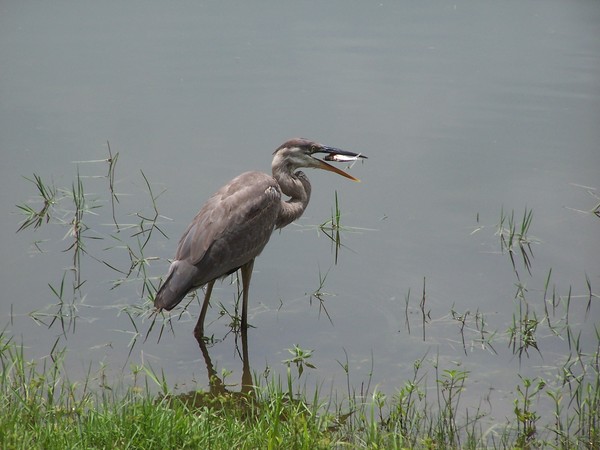 Great Blue Heron