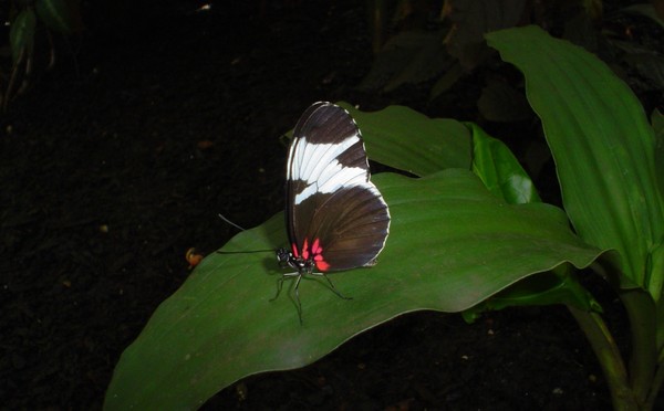 B&W Butterfly