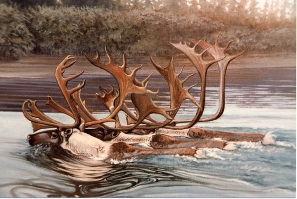 Caribou Crossing