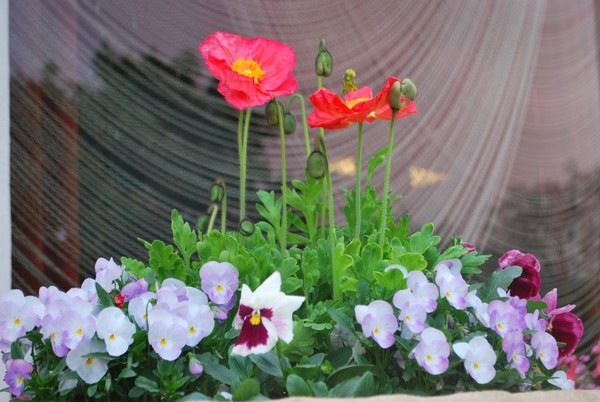 Windowbox Flowers