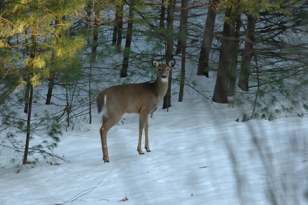 Winter Whitetail