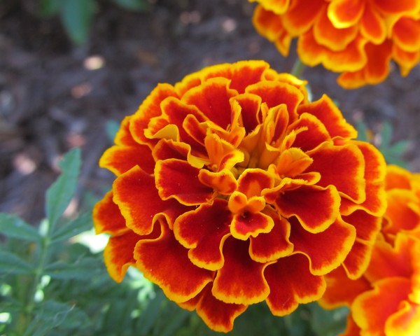 Marigold