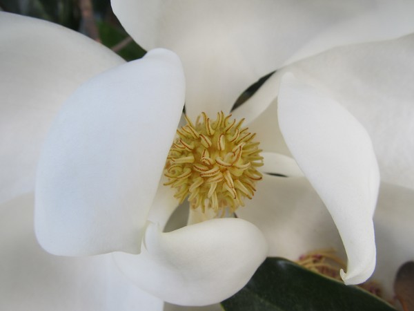 Magnolia