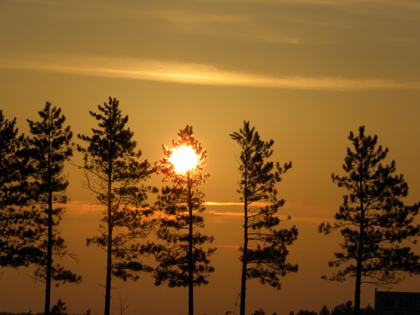 Sunset in the pines