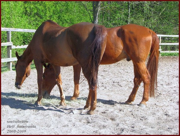 urban city pictures-HORSES