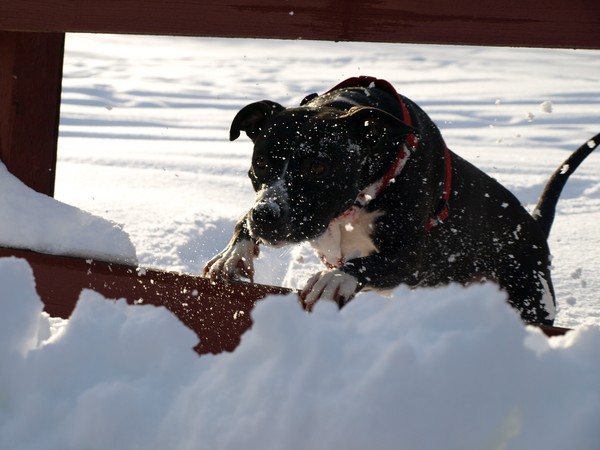 Fast Motion