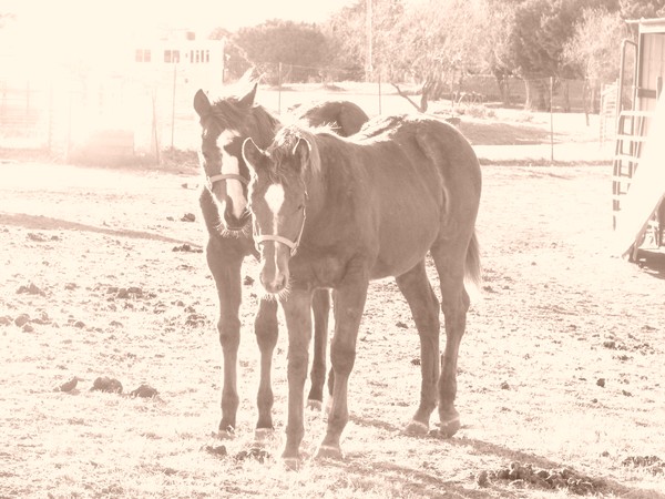 Dig A Pony