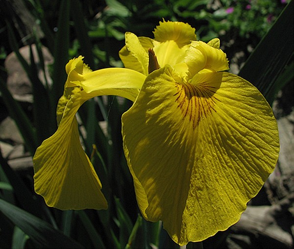 Bog Iris